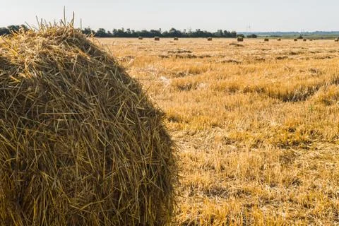 Haystack on the field after harvest. Warm sunset lighting. Stock Photos