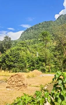 Haystack in a field among trees. Foto stock