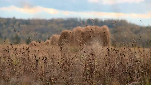 Haystack in a field in autumn Stock Footage 85784664