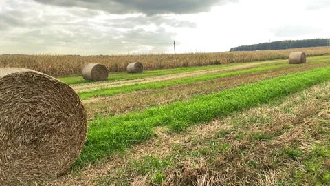 Haystack on field. Hay bale from residues grass. Stock Footage 169216897