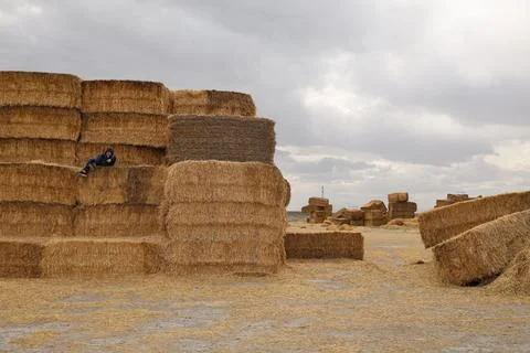 Haystack field person Stock Photos