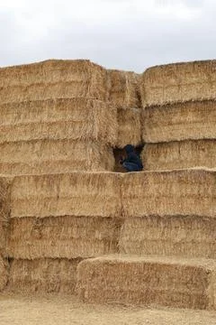 Haystack field person Stock Photos