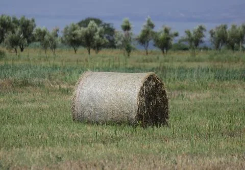 Haystack on the field 写真素材