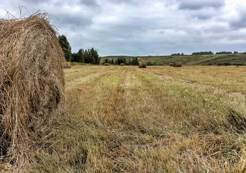 Haystack in the field Stock Photos