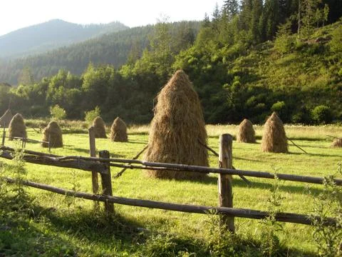 A haystack on the field, picking and drying herbs, a rural landscape Fotos de archivo