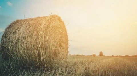 A haystack in a field. A roll of hay after harvesting from the fields. Solar Stock Photos