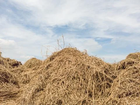 Haystack in field that is stacked together into a large pile. Foto stock