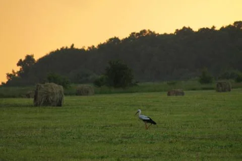 Haystack in the field at sunset and a stork Stock Photos