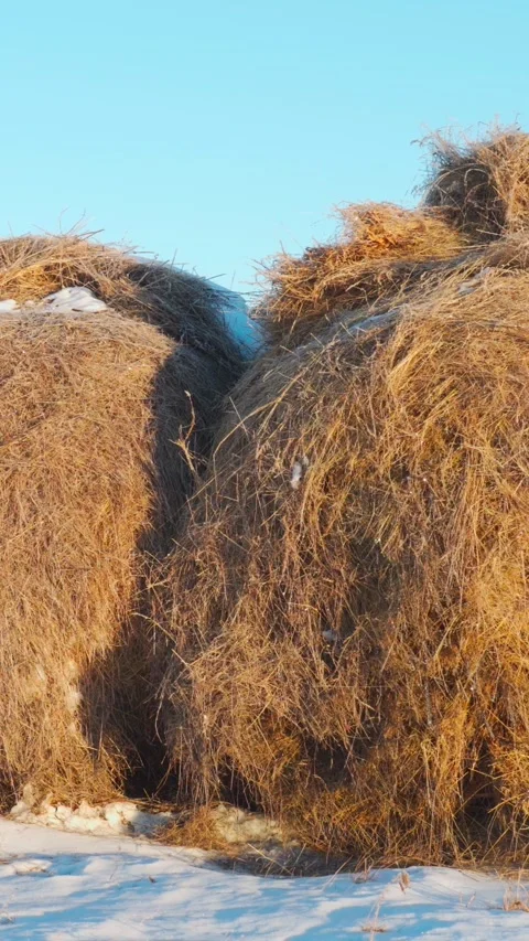 A haystack in a field in winter. Animal feed, hay, straw. Stock Footage 313857809