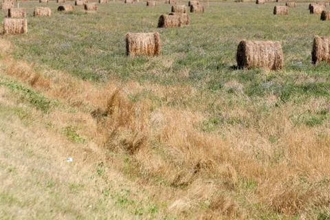 Haystack in the field,summer day Stock Photos