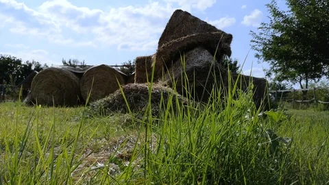 Haystack on the green grass. The wind sways the grass creating a pleasant feelin Stock Footage 115353233