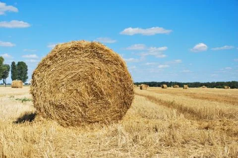 Haystack harvest on the agriculture field, haystack rolls Stock Photos