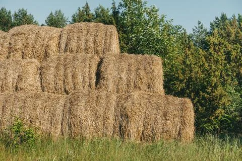 Haystack harvest spring field landscape. Haystack agriculture field landscape Stock Photos