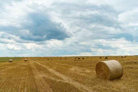 A haystack left in a field after harvesting grain crops. Harvesting straw for Stock Photos