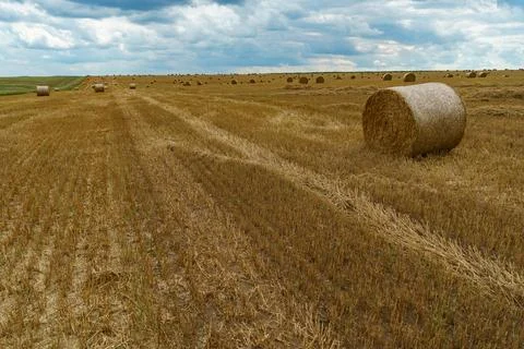 A haystack left in a field after harvesting grain crops. Harvesting straw for Stock Photos