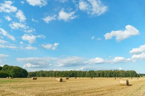 A haystack left in a field after harvesting grain crops. Harvesting straw for Stock Photos
