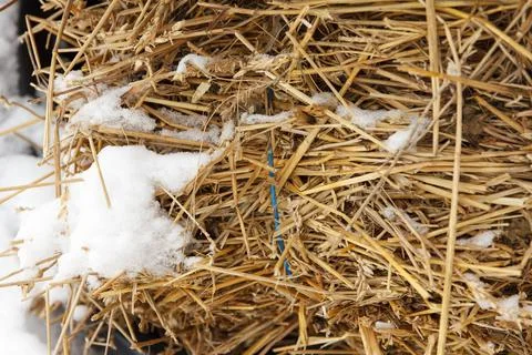 Haystack lies covered with snow in winter, because they did not have time to Stock Photos
