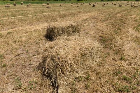 Haystack or hay straw. Mowed dry grass (hay) in stack on farm field. Hay pile Foto stock