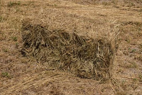 Haystack or hay straw. Mowed dry grass (hay) in stack on farm field. Hay pile Foto stock