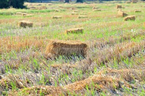 Haystack or hay straw. Mowed dry grass in stack on farm field. Stock Photos