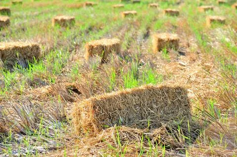 Haystack or hay straw. Mowed dry grass in stack on farm field. Stock Photos