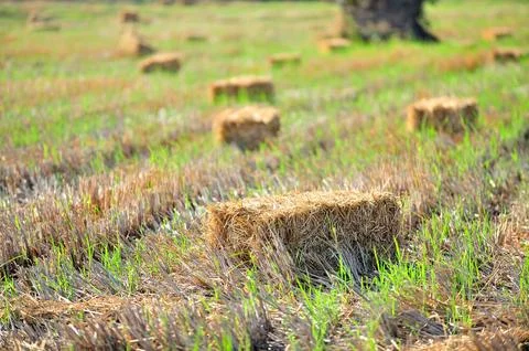 Haystack or hay straw. Mowed dry grass in stack on farm field. Stock-Fotos