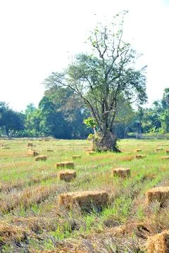 Haystack or hay straw. Mowed dry grass in stack on farm field. Foto stock