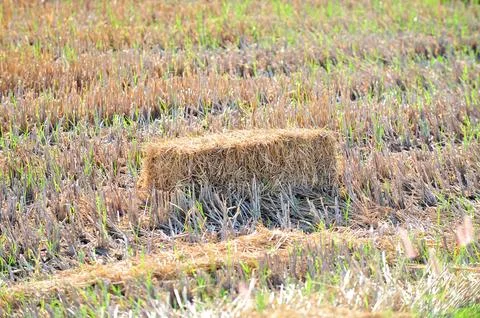 Haystack or hay straw. Mowed dry grass in stack on farm field. Stock Photos
