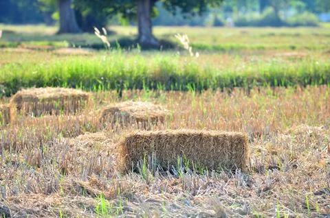 Haystack or hay straw. Mowed dry grass in stack on farm field. Stock Photos