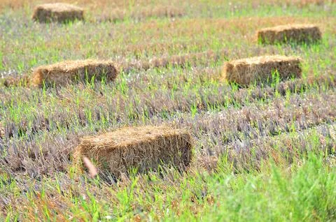 Haystack or hay straw. Mowed dry grass in stack on farm field. Stock Photos