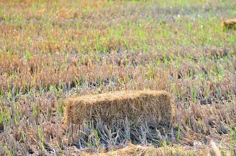 Haystack or hay straw. Mowed dry grass in stack on farm field. Stock Photos