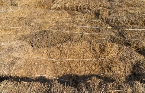 Haystack or natural dry hay straw in grain field in farm. Pattern texture bac Stock Photos
