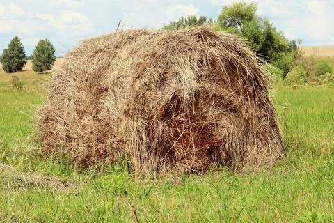 Haystack or straw in a farm field. Mowed hay from dry grass in a haystack on  Stock Photos