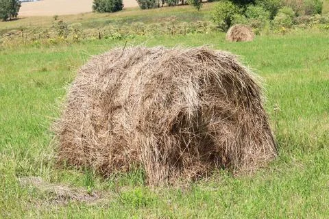 Haystack or straw in a farm field. Mowed hay from dry grass in a haystack on  Stock Photos