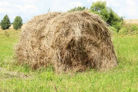 Haystack or straw in a farm field. Mowed hay from dry grass in a haystack on  Stock Photos