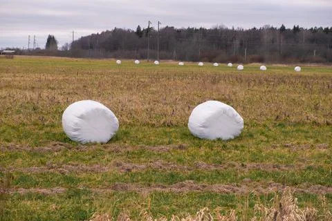 A haystack packed for winter in the field Stock Photos
