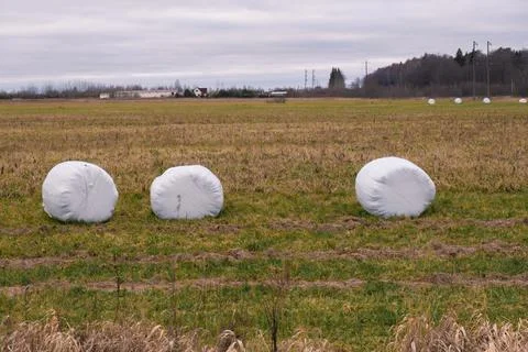 A haystack packed for winter in the field Stock Photos