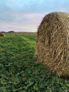 Haystack 库存照片