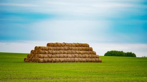 Haystack pyramid on the field covered with fresh green grass. Stock Photos