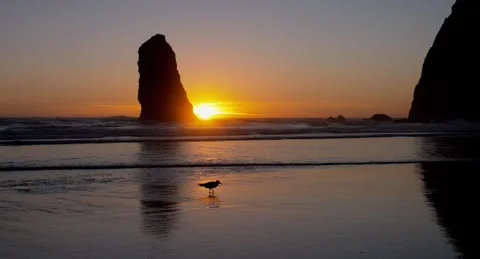 Haystack Rock: Oregon’s Intertidal Icon Stock Footage 339270159