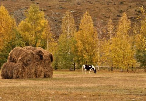 A haystack in rolls, in autumn, in a clearing, and a beautiful horse. Stock Photos