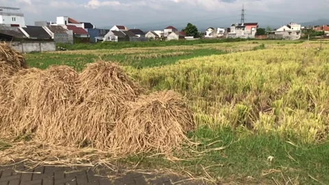 Haystack at side of harvested ricefield Stock Footage 224602407