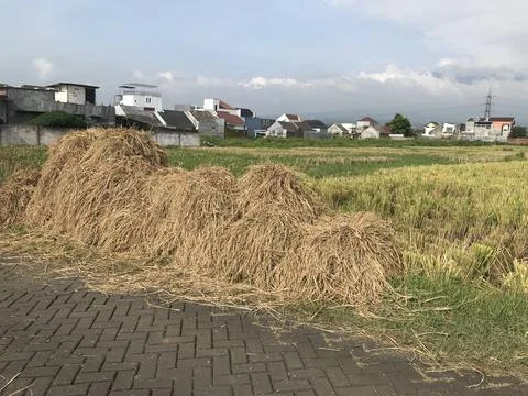 Haystack at side of harvested ricefield Stock Photos