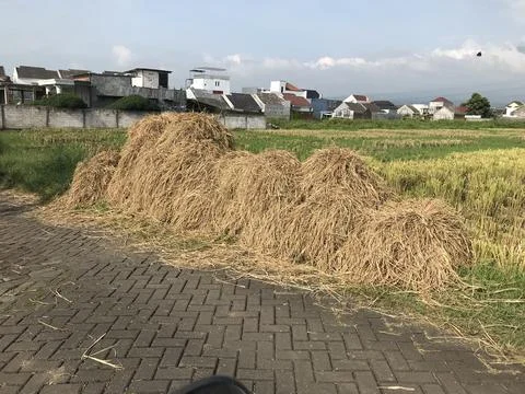 Haystack at side of harvested ricefield Foto stock