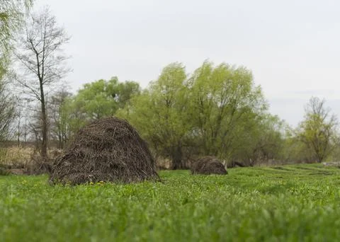 Haystack in a spring meadow Stock Photos
