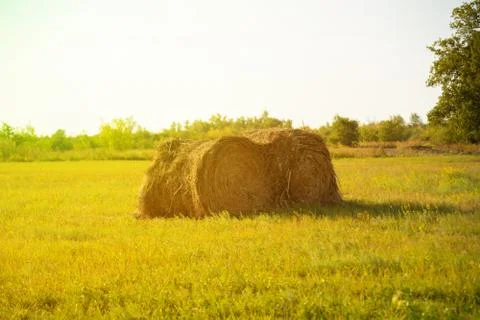 Haystack on the summer field under sunshine, the food for domestic animals Stock Photos