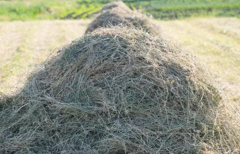 Haystack in summer meadow Stock Photos