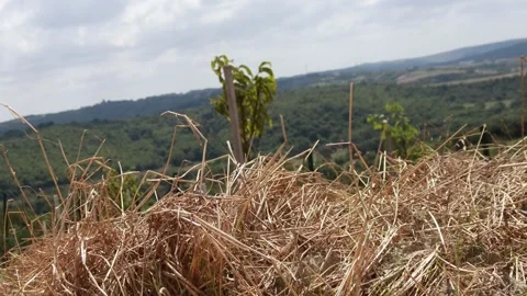 Haystack swaying on top in mountains windy weather amazing background Stock Footage 251008868