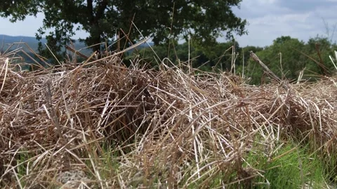 Haystack swaying on top in mountains windy weather amazing background Stock Footage 251009745