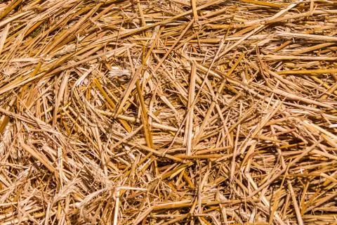 Haystack texture. hay twisted into a roll on the field. summer sunny day. Foto stock